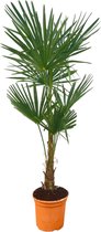 Trendyplants - Trachycarpus Fortuneii - Hoogte 150-170 cm - Winterhard - Chinese waaierpalm - Tuinplant - Potmaat Ø27cm
