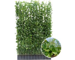Hedera Hibernica - Klimop - Kant-en-Klaar Haag | 120cm - ↨150 cm