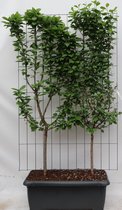 Een kant-en-klare Kersen-haag, Fruitboom, De Prunus Duo Kers, 180 cm