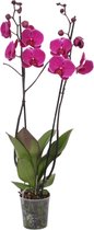 3 tak vlinderorchidee (Phalaenopsis Joyride) voor in de kamer, 60 cm hoog, Ø12 cm
