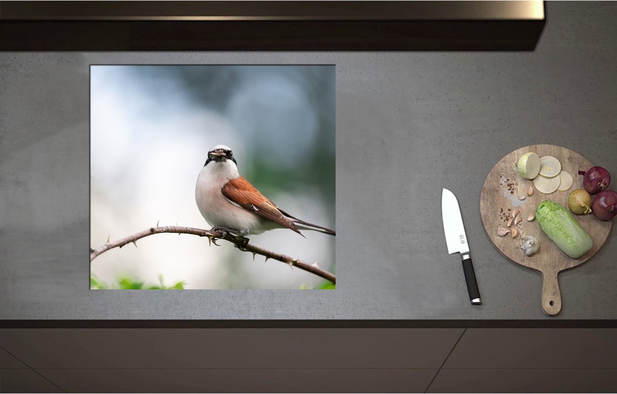 Inductieplaat Beschermer - Aankijkende Grauwe Klauwier Vogel op Tak - 60x55 cm - 2 mm Dik - Inductie Beschermer - Bescherming Inductiekookplaat - Kookplaat Beschermer van Wit Vinyl