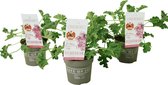 Plante en Boîte - Pelargonium Capitatum 'plante anti-moustique' - lot de 3 - rose - pot 10 cm - hauteur 15-25cm
