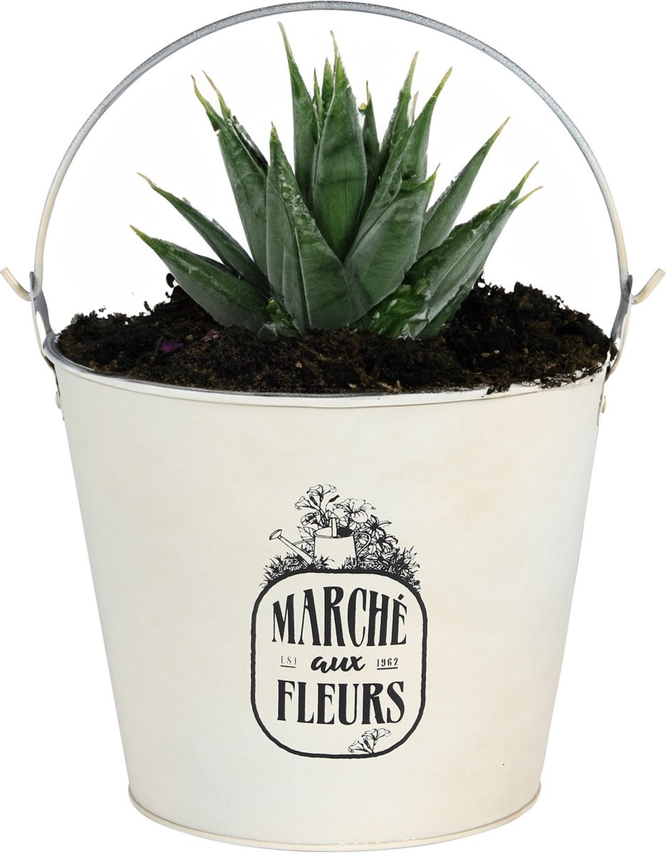 Goedkoopste Sunnydays Emmer/plantenpot/bloempot - zink - ivoorwit - D24 x H19 cm