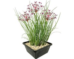 vdvelde.com - Zwanenbloem oeverplant vijver - 4 planten compleetset