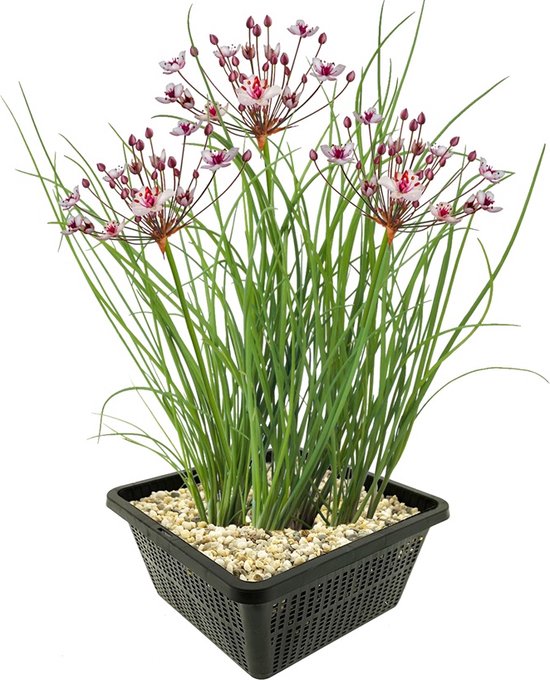 vdvelde.com - Zwanenbloem – 4 stuks – 1 Vijvermand – Butomus Umbellatus - Waterplant - Volgroeide hoogte: 80 cm - Plaatsing: -1 tot -20 cm