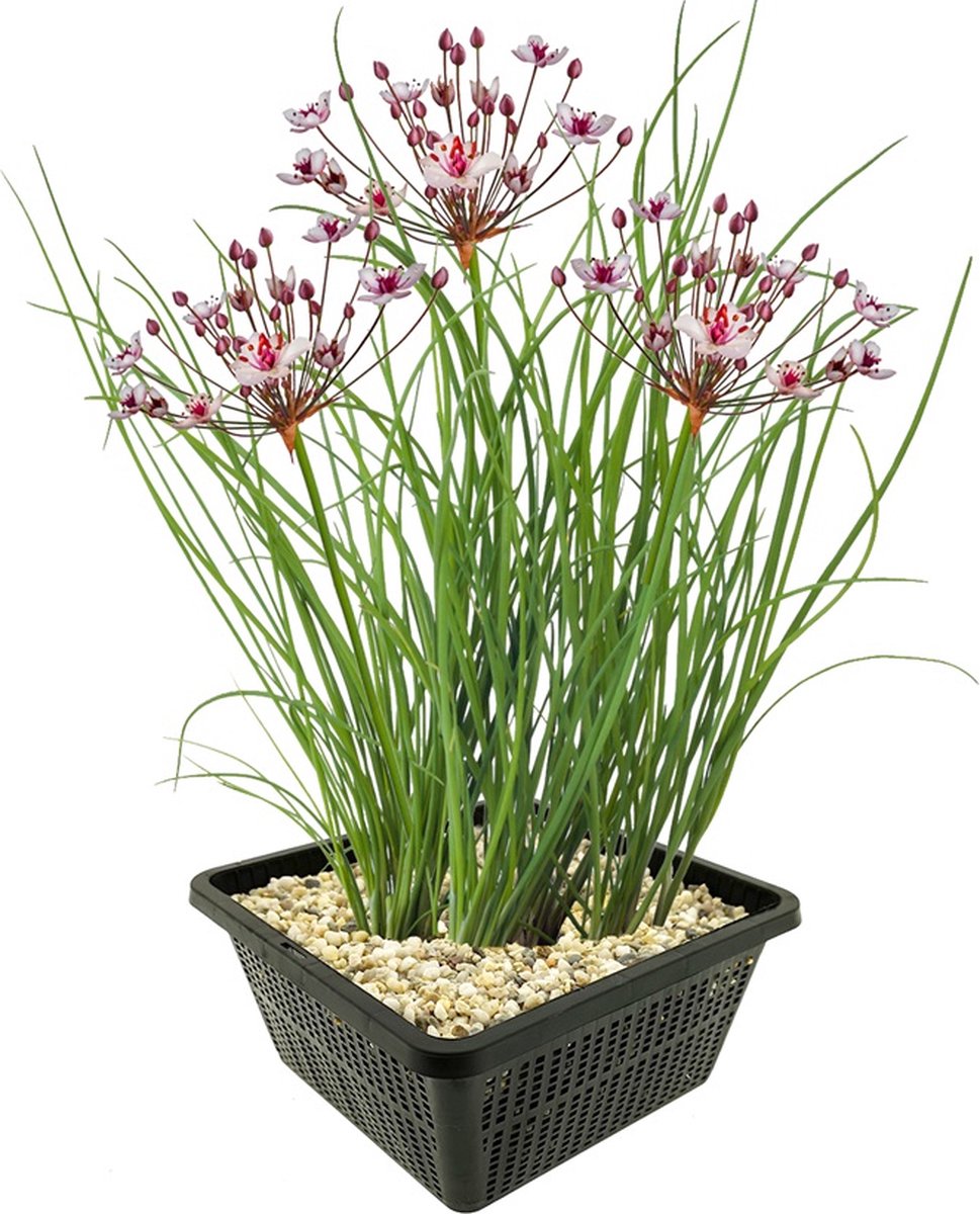 vdvelde.com - Zwanenbloem vijverplantenset (Butomus Umbellatus) - Roze bloeiende oeverplant - Winterhard - Inheems - Bijenvriendelijk - 4 planten met vijvermand, klei, voeding