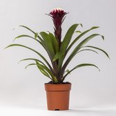 Bromelia – Guzmania (Guzmania) – Hoogte: 45 cm – van Botanicly