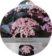 Sambucus nigra Black Beauty sierheester