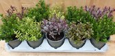 Hebe mini arbustes 10 pots en plateau mélange de couleurs