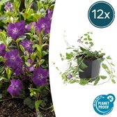 Trendyplants - Vinca minor 'Atropurpurea' - 12 stuks - Maagdenpalm - Winterhard - Hoogte 10-25cm - Potmaat Ø9cm