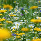MRS Seeds & Mixtures Type G1 - Bloemrijk graslandmengsel - Meerjarige inheemse bloemen - Stimuleert de biodiversiteit