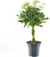 Plantenboetiek.nl | Schefflera Compacta Nora - Kamerplant - Hoogte 60cm - Potmaat 17cm