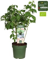 Plantenboetiek.nl | Rubus Low 'Little Sweet Sister' - Ø23cm - 70cm hoog - Tuinplant