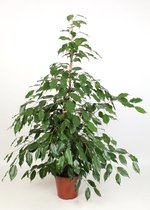 Groene plant – Treurvijg (Ficus benjamina Exotica) – Hoogte: 110 cm – van Botanicly