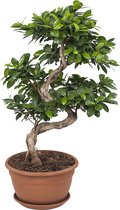 Bonsai – Chinese vijg (Ficus Gin Seng) met bloempot – Hoogte: 70 cm – van Botanicly