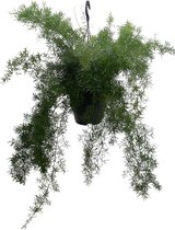 Varen – Sicklethorn (Asparagus Densiflorus Sprengeri) – Hoogte: 60 cm – van Botanicly