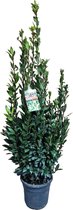 Kruidenplant – Laurier (Laurus Nobilis) met bloempot – Hoogte: 150 cm – van Botanicly