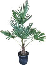 Buitenpalm – Chinese Waaierpalm (Trachycarpus Fortunei) met bloempot – Hoogte: 150 cm – van Botanicly