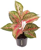 Groene plant – Epipremnum (Aglaonema Paradise Red) – Hoogte: 40 cm – van Botanicly