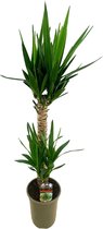 Yucca – Palmlelie (Yucca elephantipes) met bloempot – Hoogte: 100 cm – van Botanicly