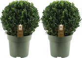 Echte hulstplant in bolvorm | 2x Ilex crenata 'Jenny' bol | set van 2 stuks | 20 cm Ø diameter | buxusvervanger | Ilex | tuinplanten | haag| buxus | planten
