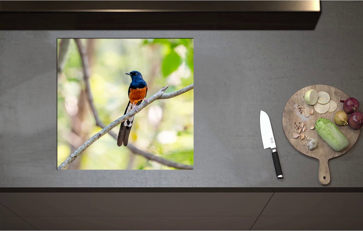 Inductieplaat Beschermer - Blauw met Oranje Shamalijster Vogel zittend op Kleine Tak van Boom - 57x55 cm - 2 mm Dik - Inductie Beschermer - Bescherming Inductiekookplaat - Kookplaat Beschermer van Wit Vinyl