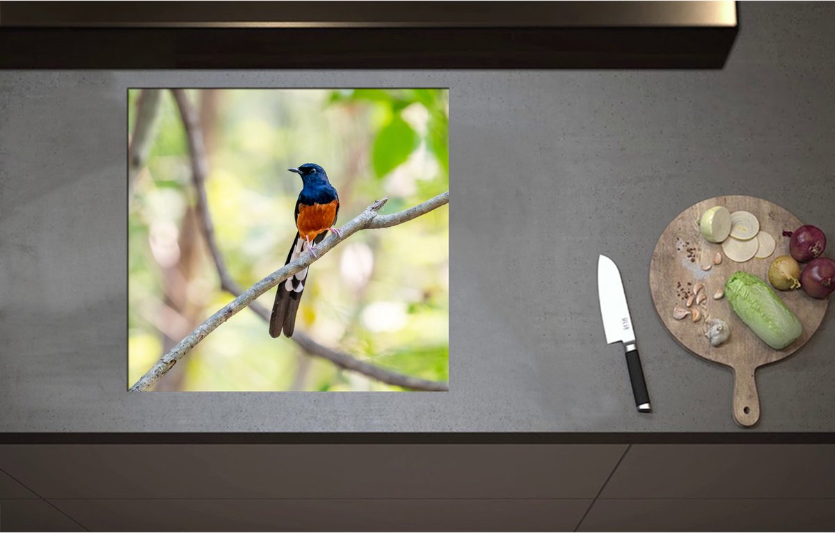 Inductieplaat Beschermer - Blauw met Oranje Shamalijster Vogel zittend op Kleine Tak van Boom - 58x55 cm - 2 mm Dik - Inductie Beschermer - Bescherming Inductiekookplaat - Kookplaat Beschermer van Zwart Vinyl