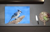 Inductieplaat Beschermer - Blauwe Gaai Vogel zittend op Tak - 75x52 cm - 2 mm Dik - Inductie Beschermer - Bescherming Inductiekookplaat - Kookplaat Beschermer van Wit Vinyl