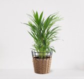 Areca in siermand May Naturel – groene kamerplant – luchtzuiverend - 60-75cm - Ø18 – geleverd met plantenpot – vers uit de kwekerij