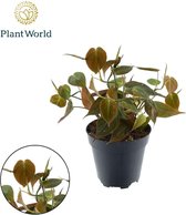Plantenboetiek.nl | Philodendron Scandens 'Micans' - Ø12cm - 25cm hoog - Kamerplant - Groenblijvend
