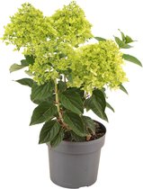 Plantenboetiek.nl | Hydrangea Paniculata WhiteLight - Hortensia - Ø17cm - 45cm hoog - Tuinplant