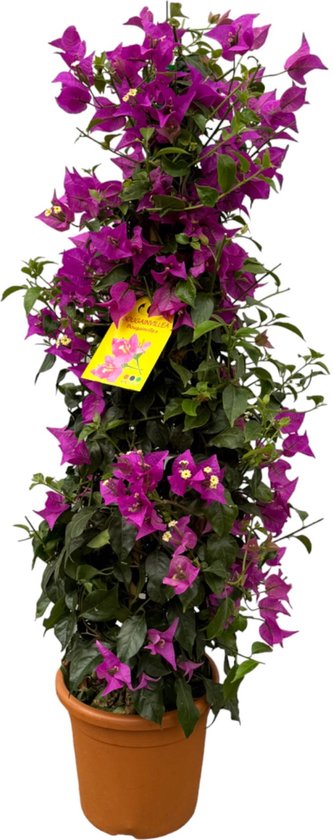 Buisson de bougainvilliers violet en forme pyramidale, avec de nombreuses fleurs et feuilles vertes, dans un pot en terre cuite.