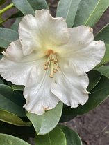 Rhododendron (t) 'Horizon Monarch' - Rhododendron 40-50 cm in pot