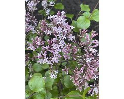 SYRINGA MEYERI 'PALIBIN' - Dwergsering - 30- 40 cm in pot