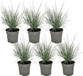 Plant in a Box - Festuca glauca 'Elijah Blue' - Set van 6 Festuca - Winterharde tuinplanten - Siergras - Pot 9cm - Hoogte 10-15cm