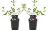 Plant in a Box - Buddleja davidii 'Black Knight' - Set van 2 - pot 17cm - Hoogte 30-40cm - zomerlila - vlinderstruik