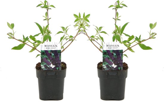 Plant in a Box - Set van 2 Buddleja 'Black Knight' - Winterharde Vlinderstruik - Pot ⌀17cm - Hoogte ↕ 25-40cm