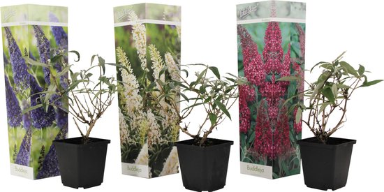 Plant in a Box - Mix van 3 Vlinderstruiken - Buddleja davidii 'Nanho Blue', 'Pink delight', 'White profusion' - Pot 9cm - Hoogte 25-40cm