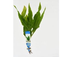 Aquafleur Microsorum Pteropus | Javavaren | in Terracotta Ring
