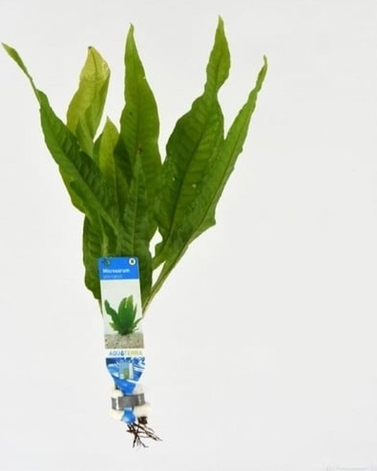 AquaOne Aquarium Pflanze 3 Stück Ceratopteris thalictroides I AquaOne Aquarium Pflanze 3 Stück Ceratopteris thalictroides I