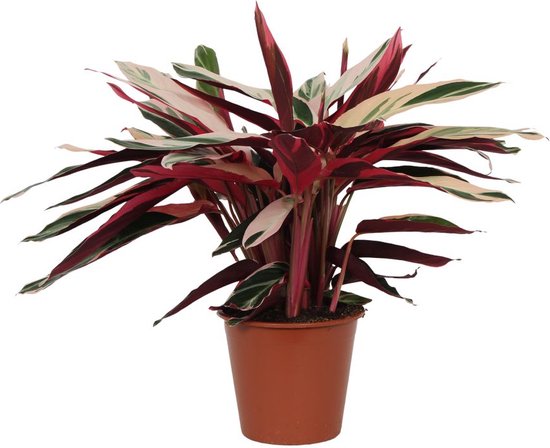 Stromanthe ‘Triostar’