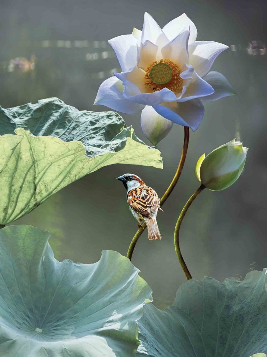 Customize-it - Lotus mus 50x70cm Tuinschilderij