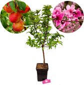 Prunus Nucipersica Mini Nectarine - 3 Liter Pot