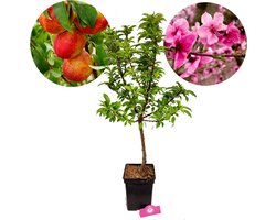 Prunus Nucipersica Mini Nectarine - 3 Liter Pot