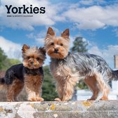 Calendrier Yorkshire Terrier 2024