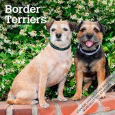 Border Terrier Kalender 2024