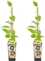 Bloomique - 2x Actinidia Deliciosa 'Jenny' - Kiwi Plant - Fruitplanten - Tuinplanten - Winterhard - ⌀14 cm - Hoogte 60-70cm