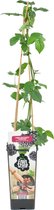 Bloomique - Rubus Fruticosus 'Thornfree' - Bramenstruik - Fruitplanten - Tuinplanten - Winterhard - ⌀14 cm - Hoogte 60-70cm