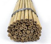 Set van 100 stuks | Bamboe stokken 210 cm x 16-18 mm Ø | Tonkinstokken | Plantensteun.