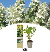 NatureNest - Hortensia - Hydrangea pan. 'Kyushu' - 6 stuks - 30-38 cm